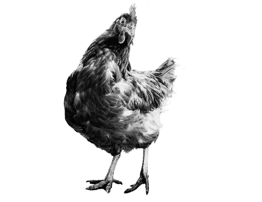 cocottarium poule